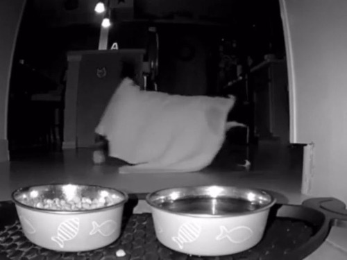 猫の飼い主「ゴーストは存在した」