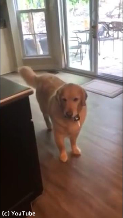 犬「お出かけしないで!」02