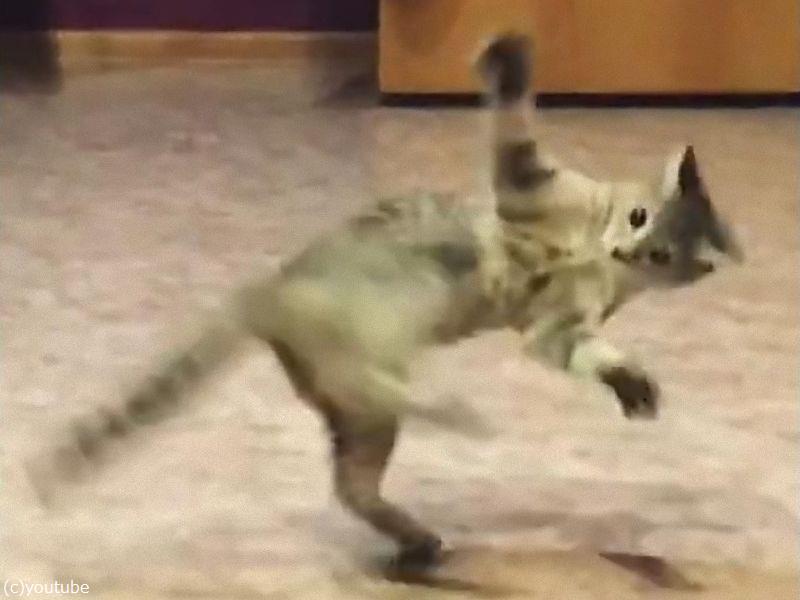ダンサーのように華麗な猫 しっぽを追いかけて回転する 動画 らばq ダンサーのように華麗な猫 しっぽを追いかけて回転する 動画 らばq