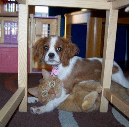 ペットがあなたの留守中にすること21