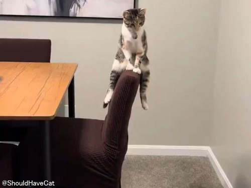 イスの座り方がおかしいけど堂々とした猫