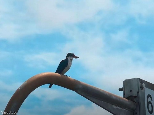 空をひとっ飛びできるのに…楽な移動を覚えたカワセミ（動画）
