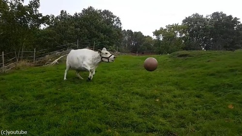 1001牛もボール遊びをするんだなぁ02