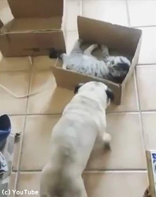 猫の言うことは絶対06