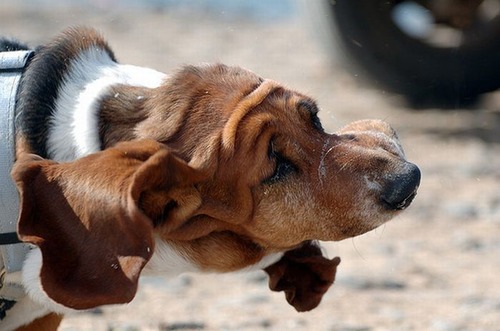 犬のブルブル11