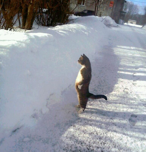 「すがすがしい朝の顔」をした猫01