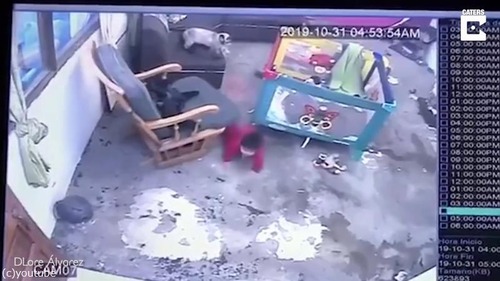 シャム猫が人間の赤ちゃんを必死に守る01
