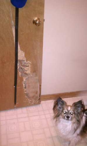 ペットのいたずら06