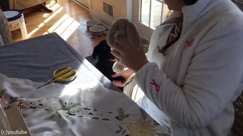 お気に入りの人形の手術をじっと待つ犬03