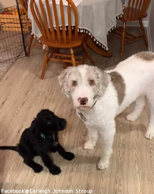 ڥåȤޤˡ轻ڥåȤ̤Ƥ٤ͳ01