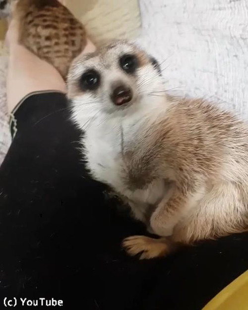 ヒザの上で寝落ちしそうなミーアキャット03