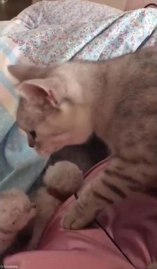 6匹の子猫を生んだママの行動06
