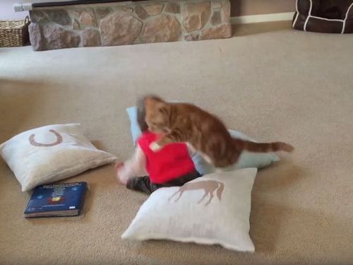 赤ちゃんが猫の上に座りかける→「安心してください！」03