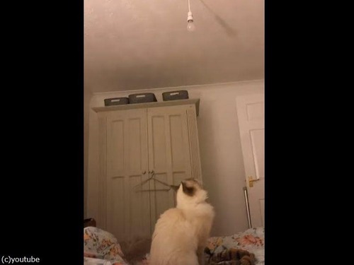 天井の電球に向かって猫が大ジャンプ