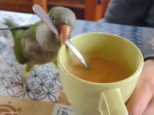 コーヒーをかき回すインコ