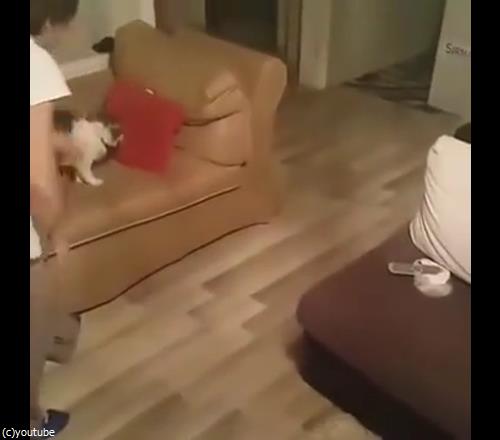 うちの猫は赤ちゃんから離れない02