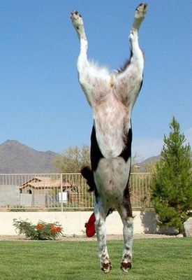 犬の身体能力凄い08