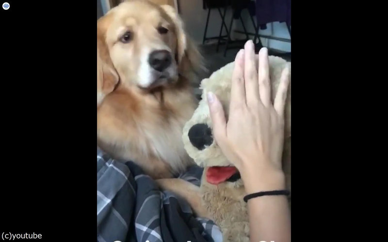 犬のぬいぐるみをかわいがっていたら 愛犬が嫉妬した らばq 犬のぬいぐるみをかわいがっていたら 愛犬が嫉妬した らばq