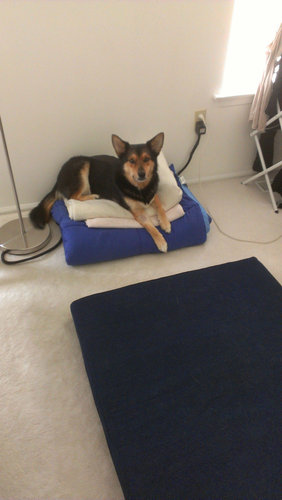 キャットタワーを買ってあげた02