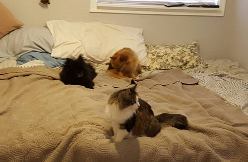 5匹の猫と2匹の犬06