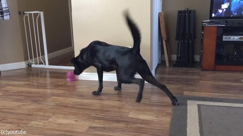 犬とカーペット01