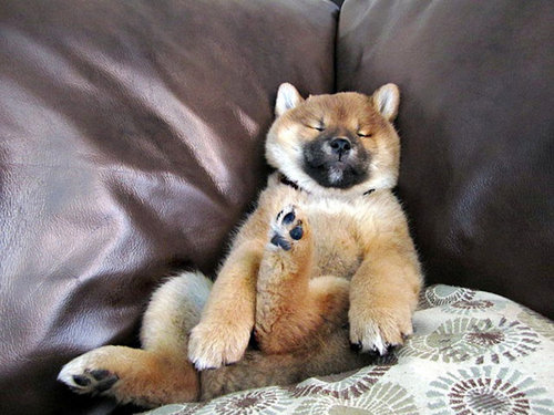 子犬はどこでも寝れる23