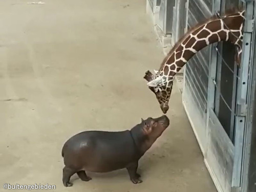 キリンと赤ちゃんカバが相思相愛になるとき…鼻先をそっと近づけて交流（動画）