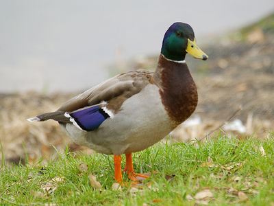 �ޥ���Υ����Х�03