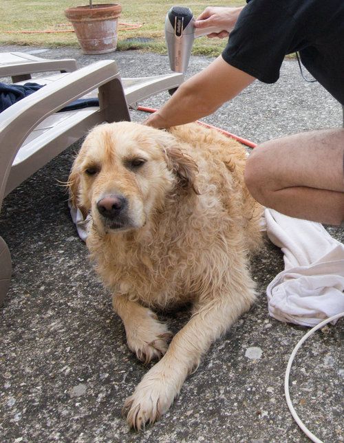 うちの犬は水に飛び込むと思った07
