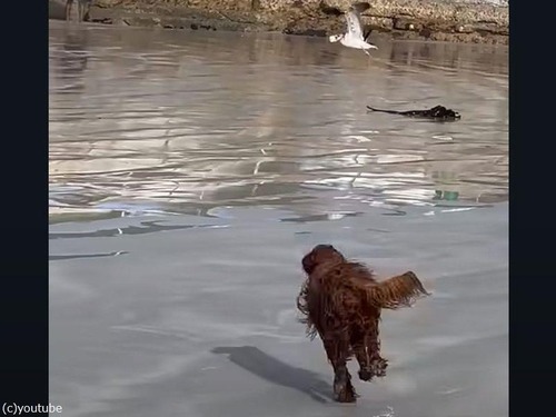 砂浜で犬と遊んでいたら…ボールをカモメに盗まれてしまう