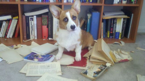 ペットのいたずら04