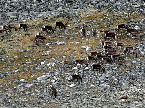 ヴァイキングの剣01