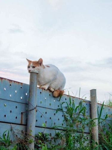 チャレンジャーな猫02