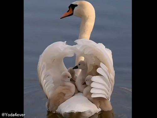 ママ白鳥のスワンボート