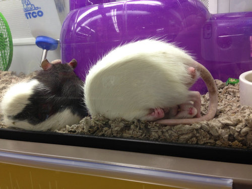 08¤¹¤ä¤¹¤ä¿²¤ëưʪ