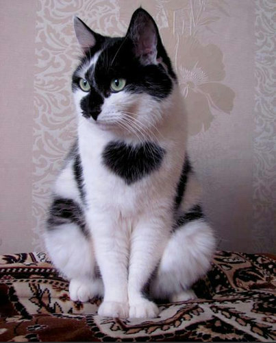 変わった毛並みの猫13