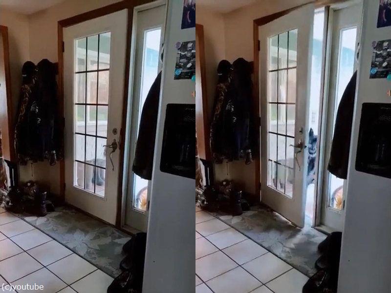 なんてお行儀のよい犬なの ドアを開けるだけでなく きちんと閉めて行く 動画 らばq