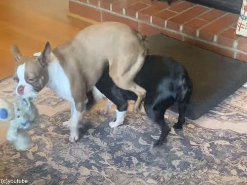 犬2匹が「ぬいぐるみ」の取り合い…片方が絶対に渡さないテクニックを披露する（動画）
