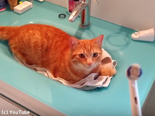 電動歯ブラシが大好きな猫01