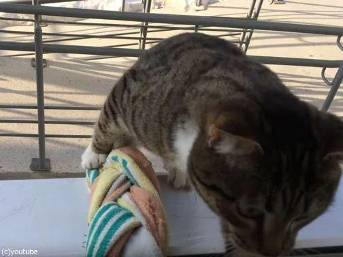 うちの猫の帰宅方法05