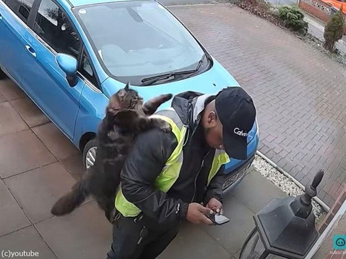 人懐っこい猫が配達ドライバーの肩に跳び乗って驚かせる（動画）