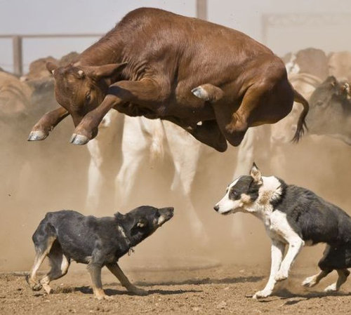 牛のジャンプ力をなめてはいけない 犬もたまげる瞬間を見よ らばq