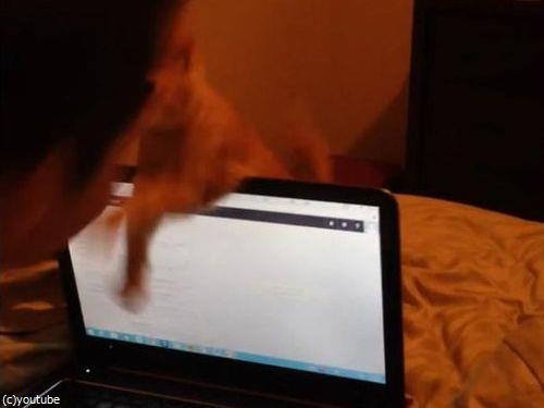 ノートパソコンと子猫06