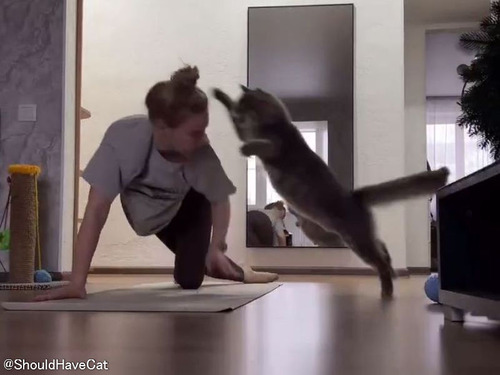猫からどんなに激しくヨガの邪魔をされても…幸せそうな飼い主の女性