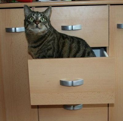 狭い所に入りたがる猫15