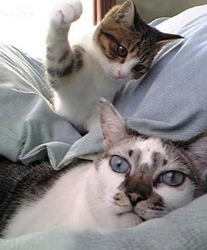 チャレンジャーな猫12