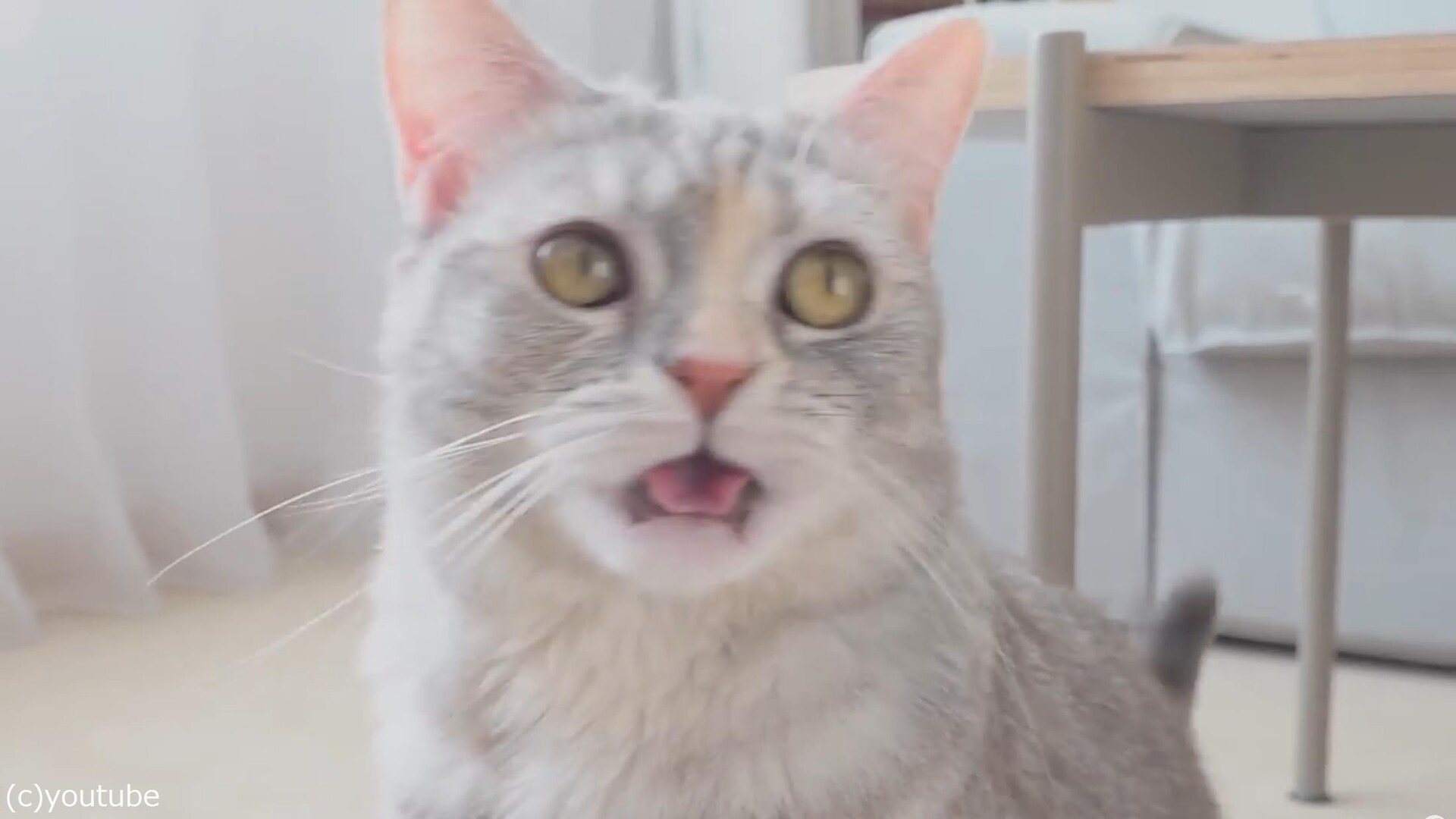 においが強烈なチーズ Vs 食いしん坊な猫たち 動画 らばq においが強烈なチーズ Vs 食いしん坊な猫たち 動画 らばq