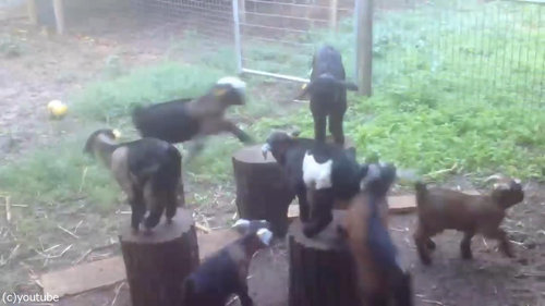 �ҥ䥮�����Υ�����ꥲ����01