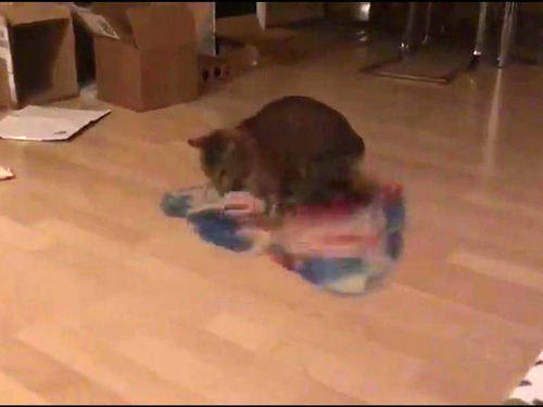 �Ի׵Ĥ�ǭ�ι�ư02