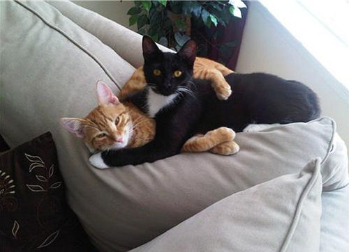 押し倒される猫04